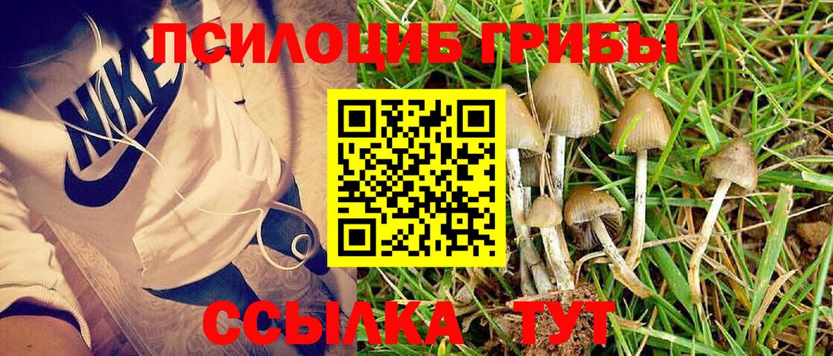 Псилоцибиновые грибы Psilocybine cubensis Чехов
